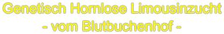 Genetisch Hornlose Limousinzucht - vom Blutbuchenhof -