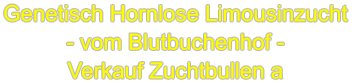 Genetisch Hornlose Limousinzucht - vom Blutbuchenhof - Verkauf Zuchtbullen a